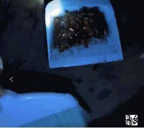 元凶|头皮发麻！上海一小区下起“蟑螂雨”，居民一晚上看到几千只蟑螂，元凶竟然是它