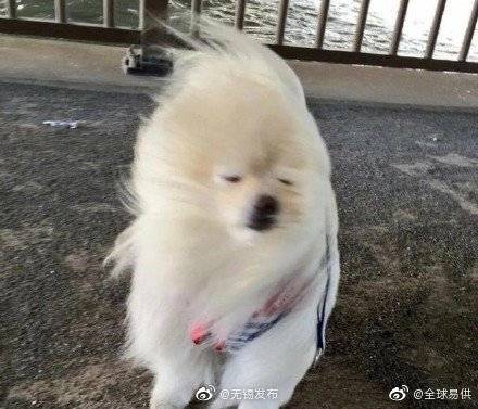 大风|当大风天你去遛狗时