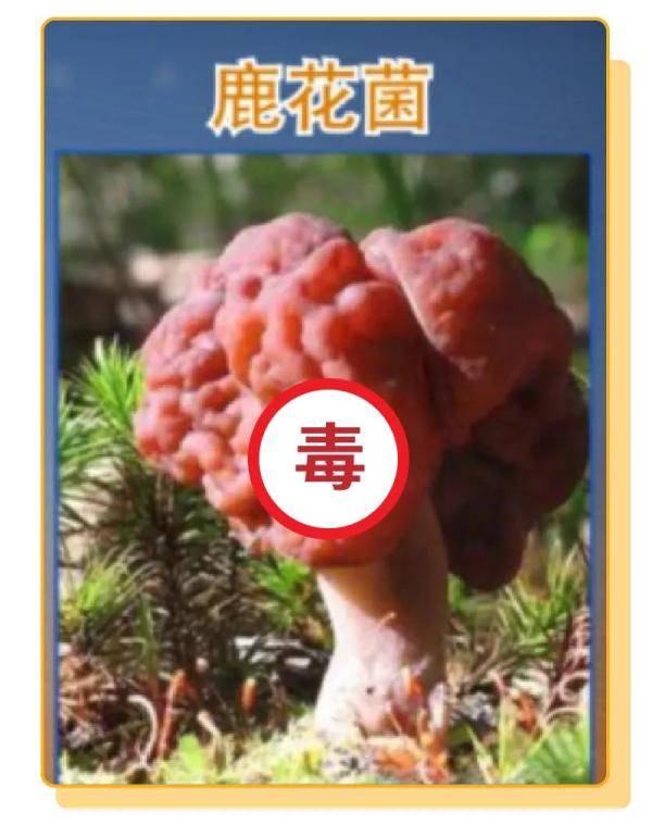 杨维涵|云南人吃菌等级考试