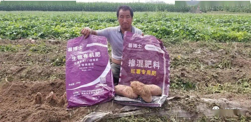 【效果反馈】亿丰年1 1红薯专用套餐肥测产调查结果