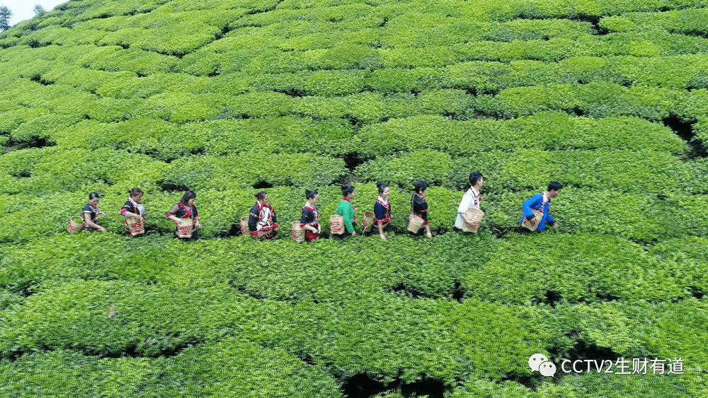 冬瓜镇人口_冬瓜卡通图片(2)