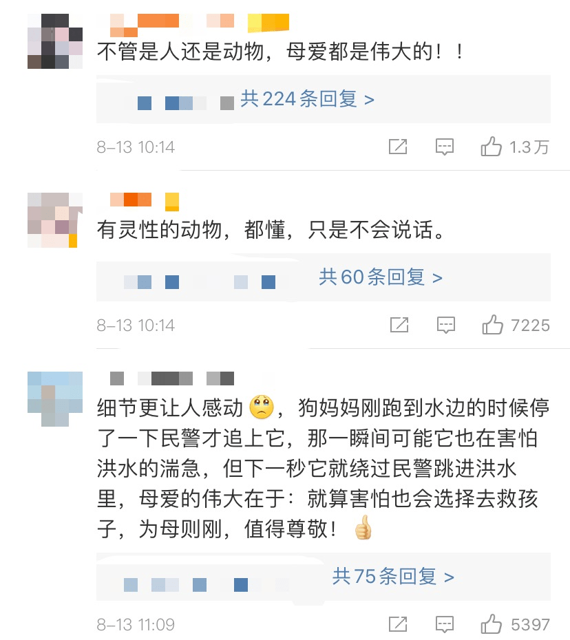 宝宝|这一幕感动众网友狗妈妈跳入洪水救宝宝