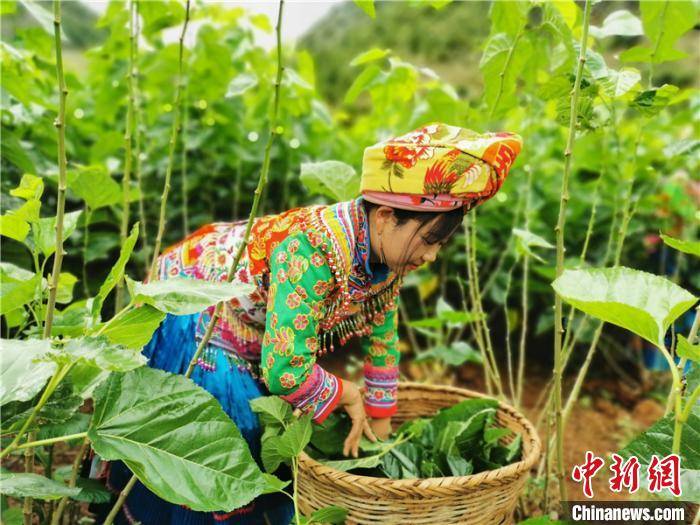 产业扶贫铺就致富路 傈僳族姑娘采桑忙