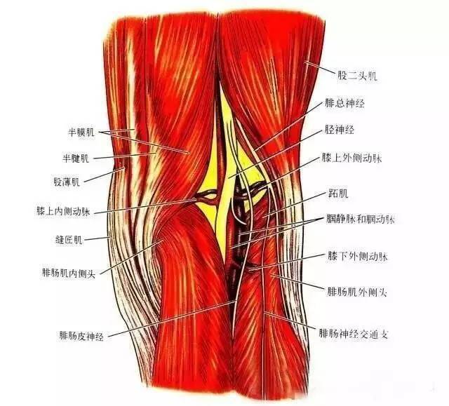 11) 缝匠肌,股薄肌和半腱肌的肌腱共同组成了鹅足(图12).