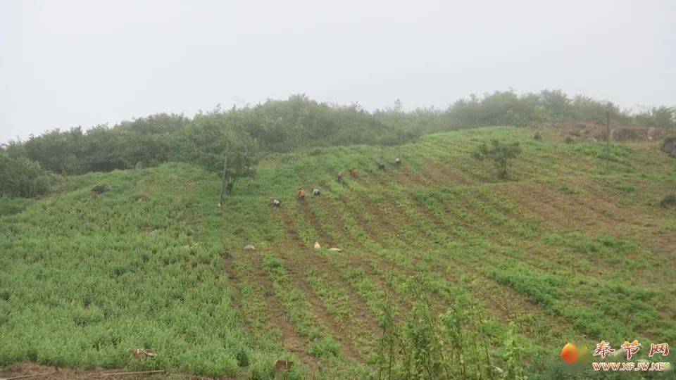 中药材种植基地