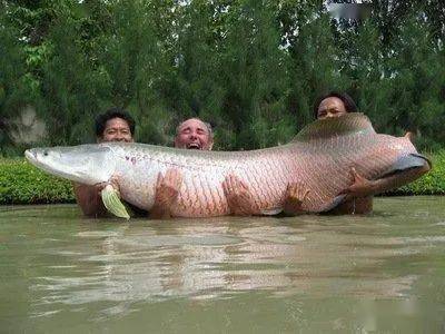 亚马逊河中能钓到比人还大的大鱼,十分凶猛以食人鱼和蛇为食