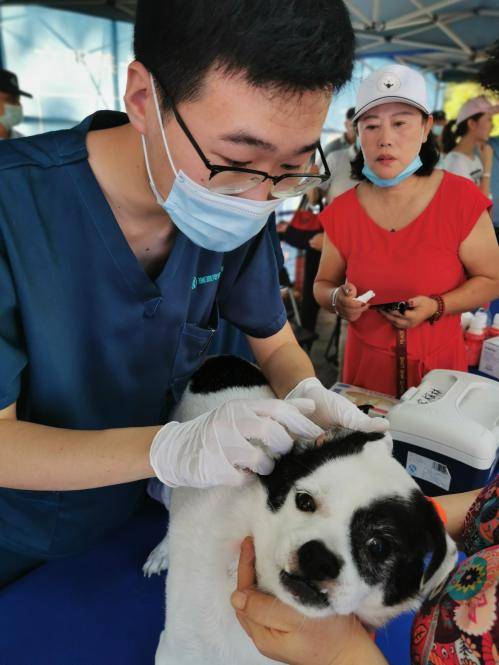 汪星人|足不出户，给你家“汪星人”完成芯片注射预约！