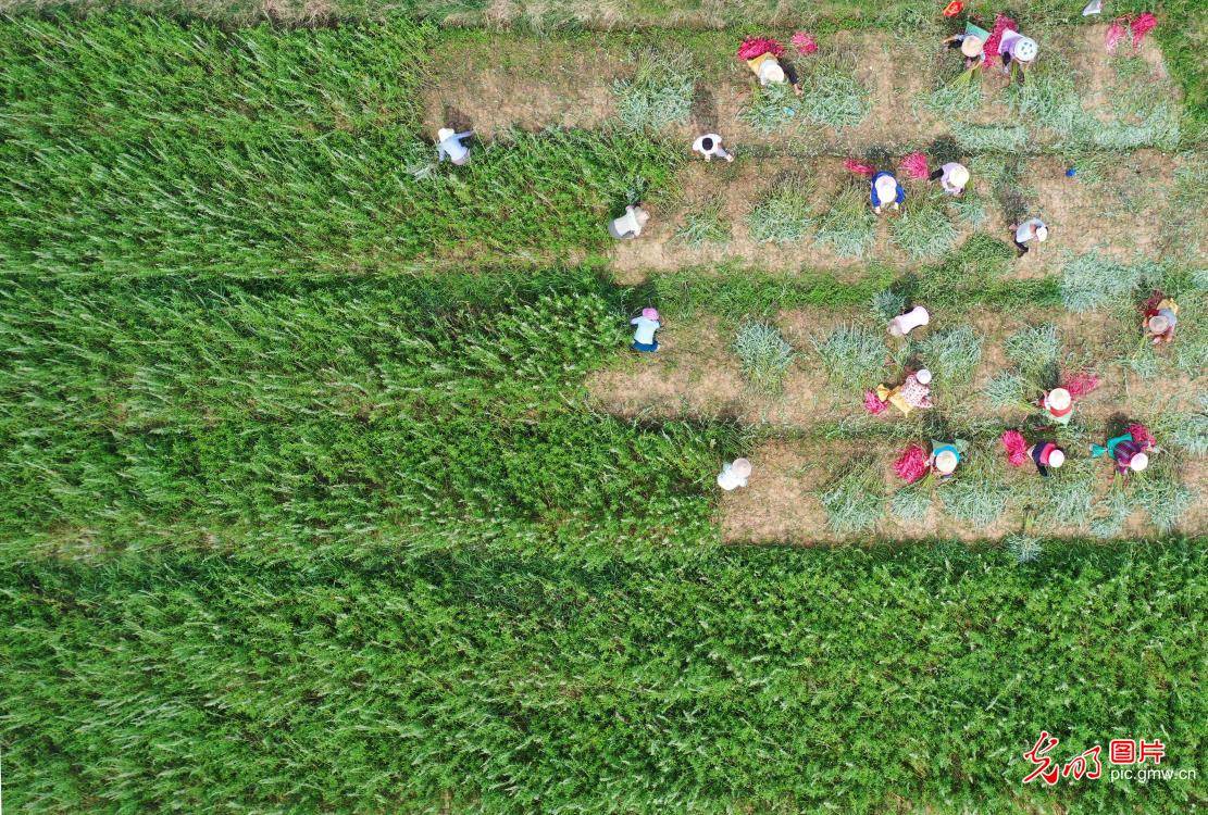 江西省丰城市小港镇GDp_丰城市小港镇村分布图