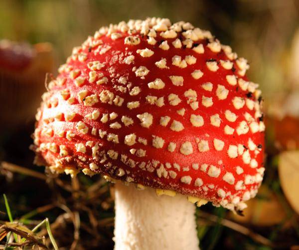 片剂|贵州一男子为寻找灵感，竟网购毒蘑菇！快扩散，这些都是新型毒品……