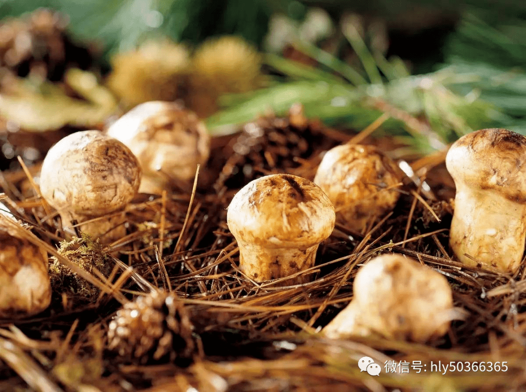松茸的功效与作用是什么 abc7abdd4b49474aa6caec8adb374530.png