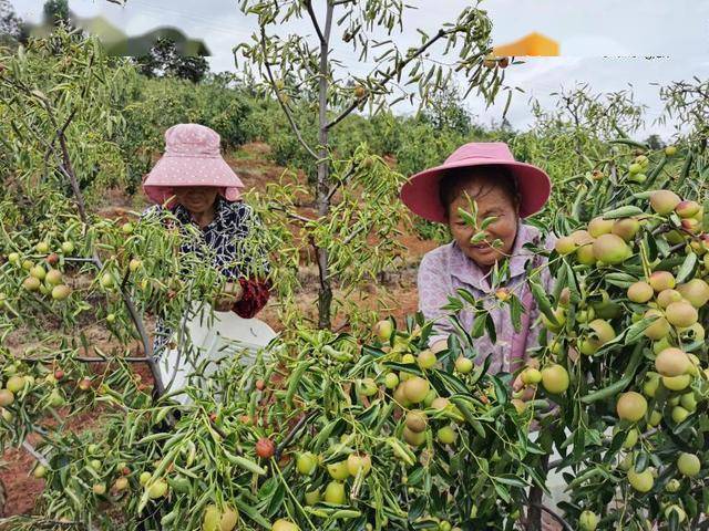 南华雨露乡冬枣等你来采摘