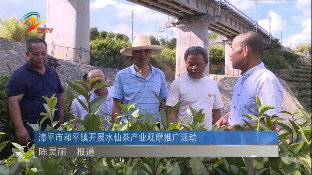 漳平市和平镇开展水仙茶产业观摩推广活动