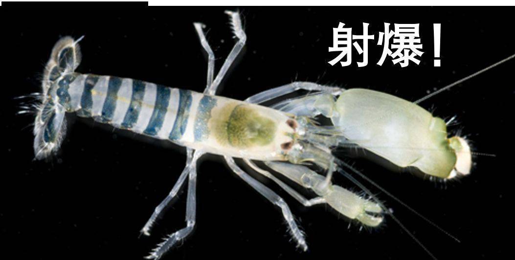 雀尾螳螂虾:漂亮凶悍的海洋拳王,得用防弹玻璃水缸养它