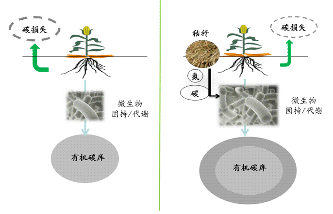 论文精选连年秸秆覆盖对玉米产量及土壤微生物残体碳积累的影响