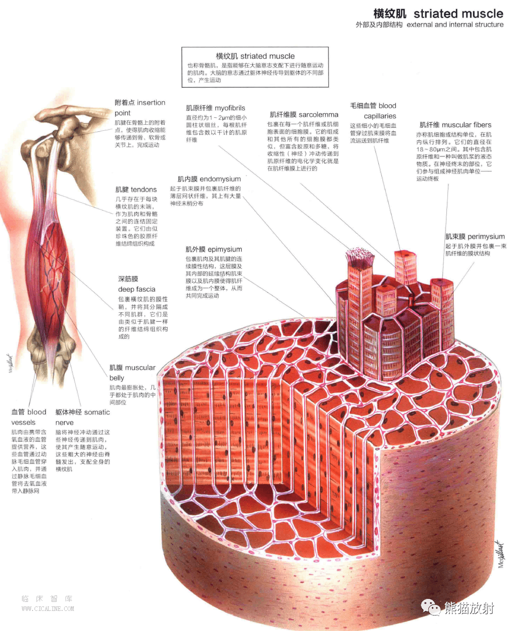人体图谱丨肌肉系统