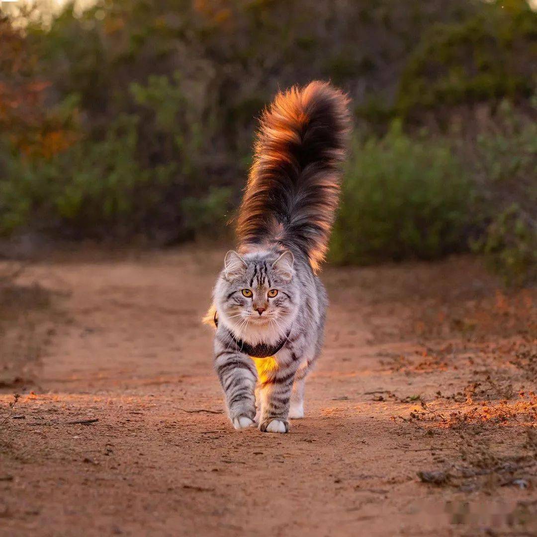 大尾巴西伯利亚森林猫可萌可霸气简直是行走的鸡毛掸子啊