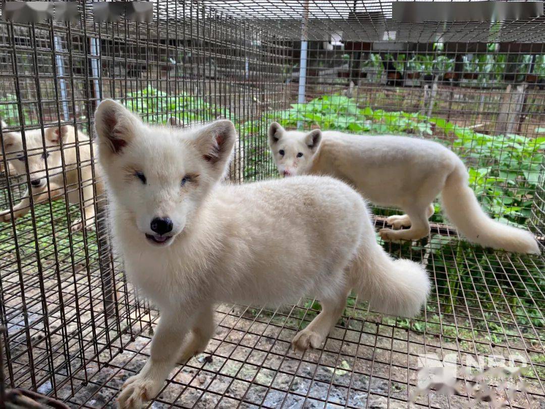 黄金|奢侈品之皮草调查丨昔日“软黄金”，如今价如“草”！