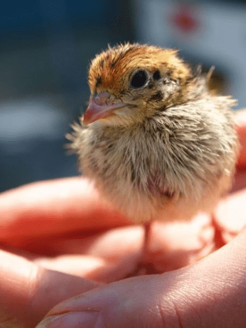 生命|日本鹌鹑蛋包装引热议 网友：太可爱，下不去嘴