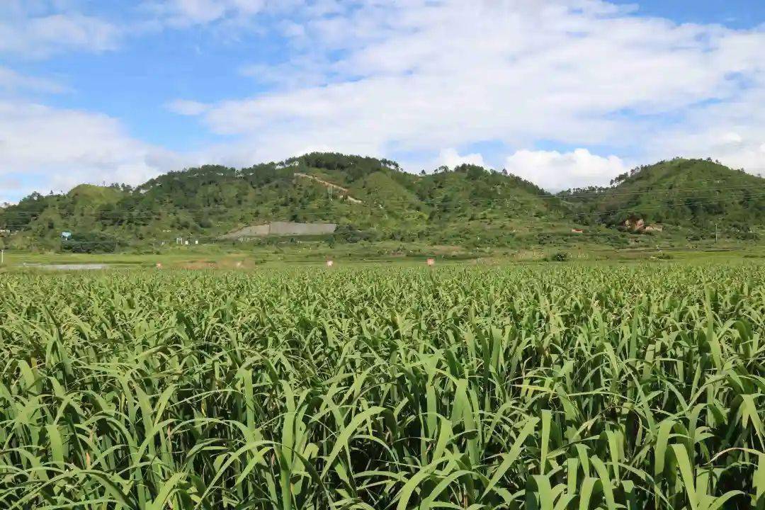 杨正惠是大新村村民,通过前期多次考察,他在去年10月份种植了10亩茭