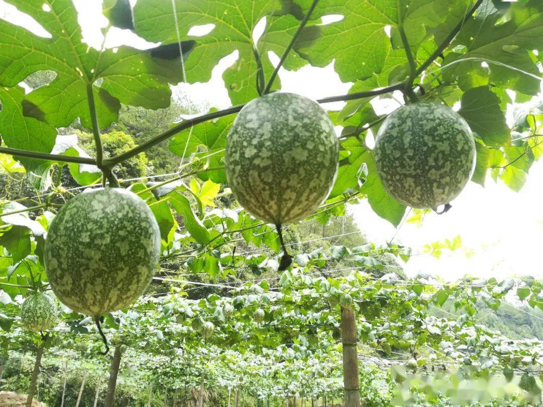 明溪县夏阳乡建成全市首个规模化吊瓜种植基地一起来看看吧