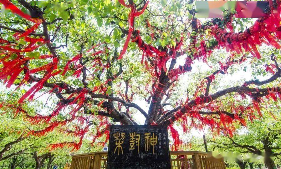 梨树王景区