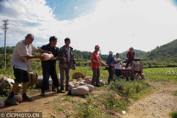 黔西|贵州黔西：南瓜丰收农家乐