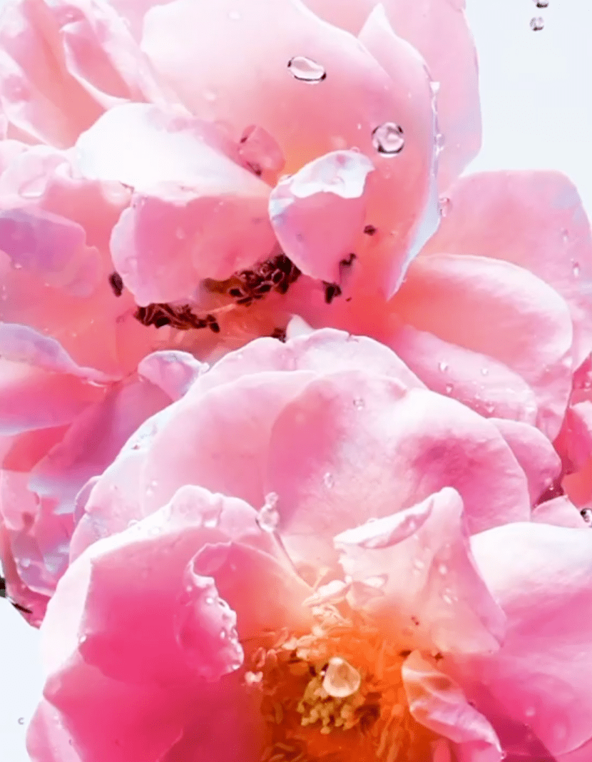 粉色|梦幻七夕，我和粉色香水有个约会！