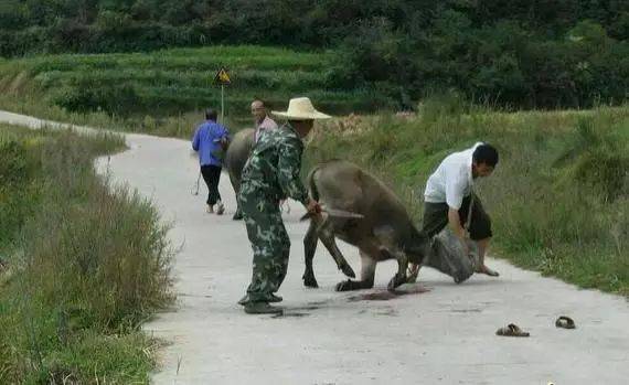 农村杀牛,牛为什么会哭(图)