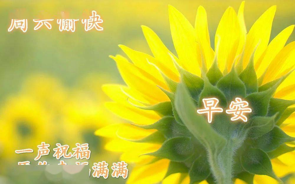 秋天早上好问候语鲜花图片动态表情精选 最新版的早上