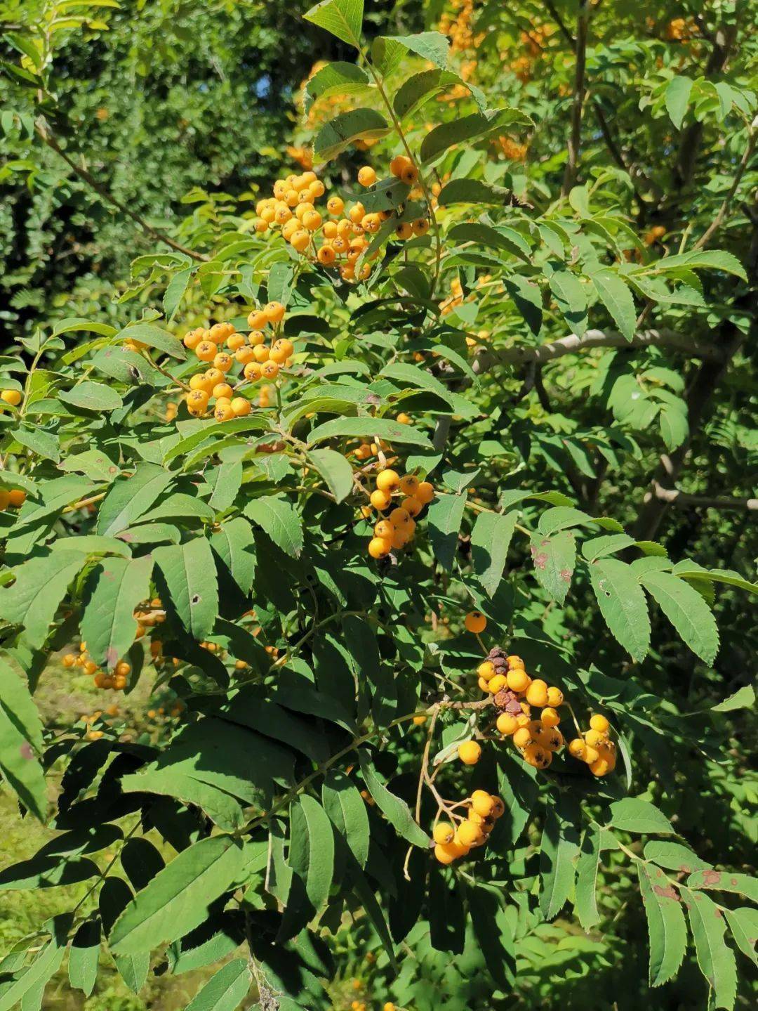 马云：如何看待机会与挑战| TikTok, image size:1080x1439