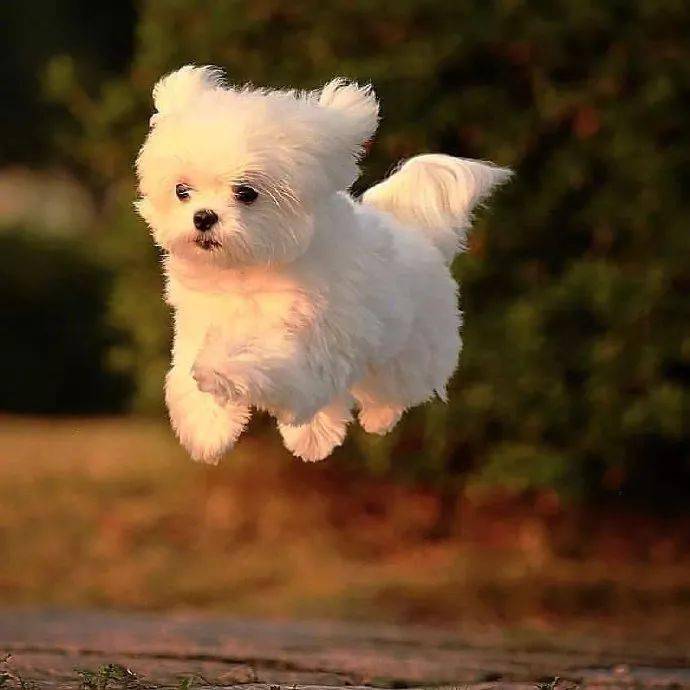 开心的飞起的头像 4308d211e9c34782b15995ac8aedb80a.jpeg