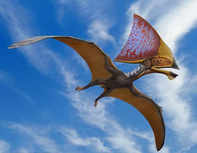 11:07 众所周知,恐龙家族中普遍都是庞然大物,连飞行在空中的翼龙也比