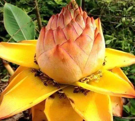 花竟然|稀世奇花终于开了！