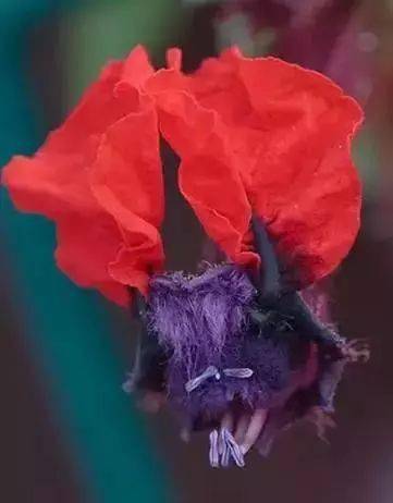 花竟然|稀世奇花终于开了！
