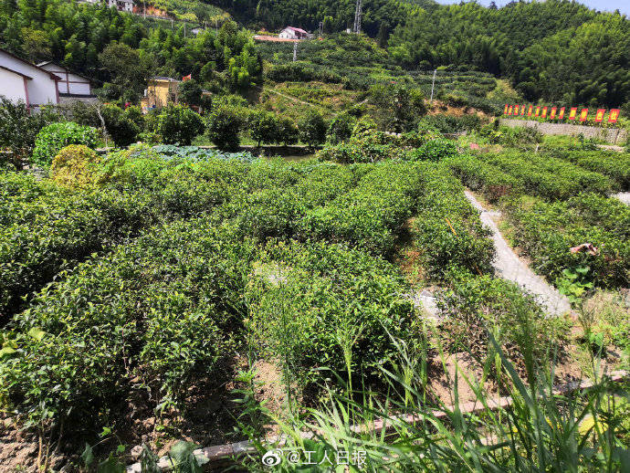 神山村|“村里有奔头了，年轻人都回来了”