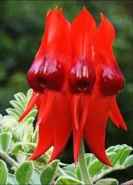 花竟然|稀世奇花终于开了！