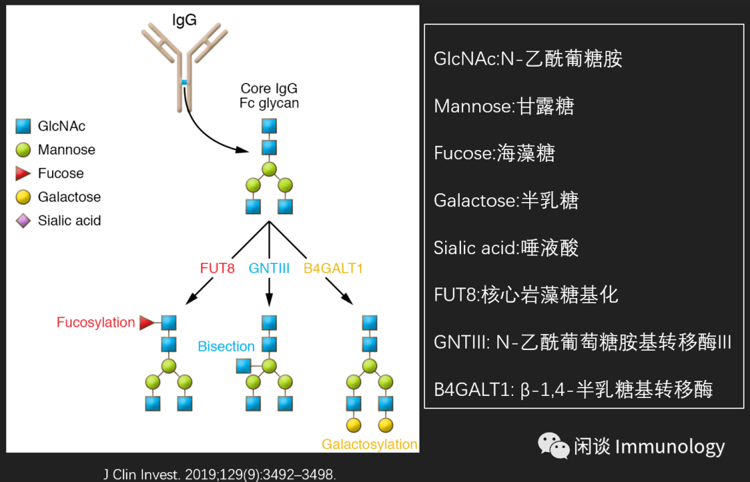 核心7糖结构:四个n-乙酰葡糖胺和三个甘露糖残基.