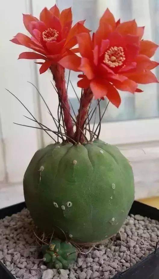 花竟然|稀世奇花终于开了！