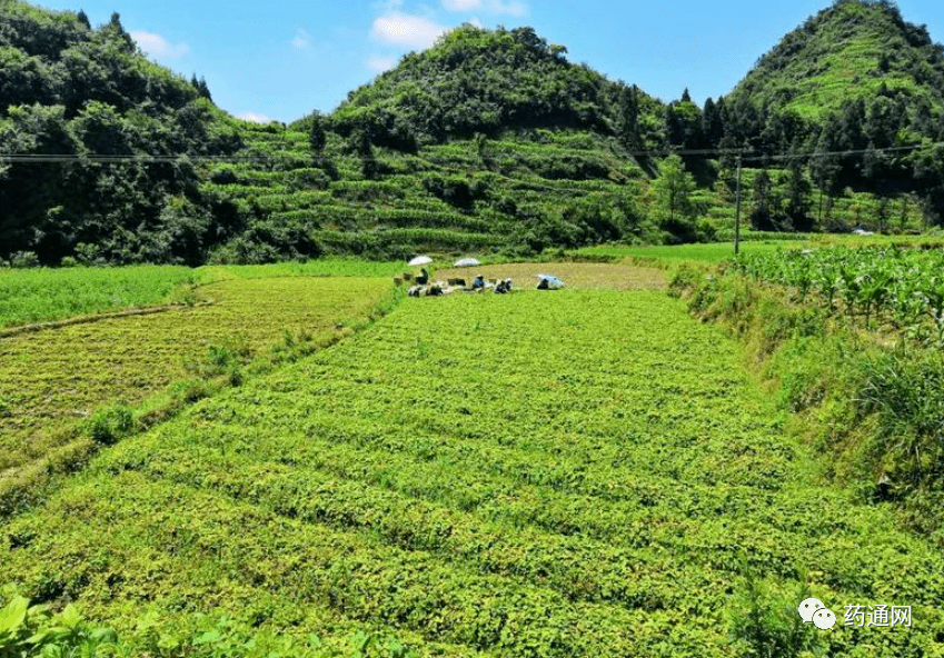 临沂玉山镇人口_临沂义堂镇图片