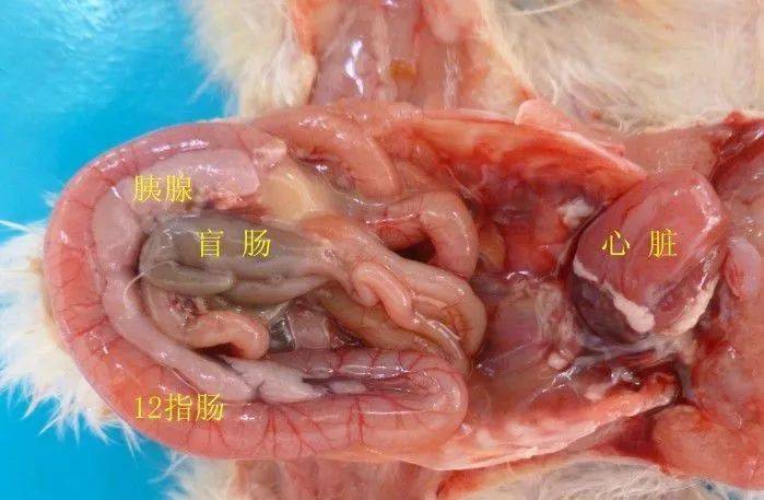 图20,脾脏位于腺胃和肌胃的右侧,正常为深红色圆三角形.