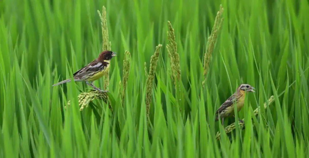 全球极危物种"禾花雀"现身黄河湿地洛阳段