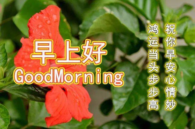 8月初秋漂亮清晨早上好问候祝福动画表情鲜花图片 清晨群发早安问候