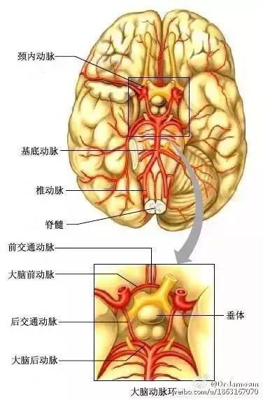 解剖颅内血管 超详脑供血系统分类_动脉