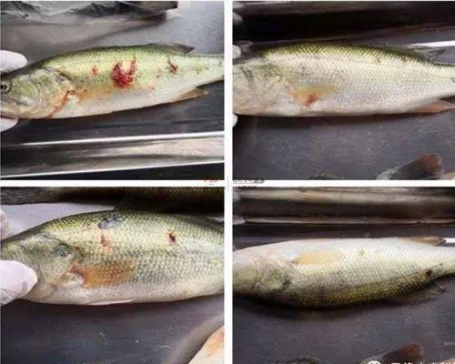 如何杀鲫鱼才好吃 54a12124de334ef685e618ff067c8e2d.jpeg