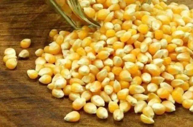 饵料|据说这鲤鱼钓法又火了八月一到