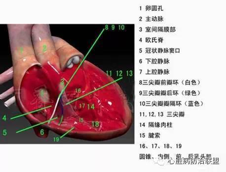 3d心脏解剖,看看心脏到底长啥样?