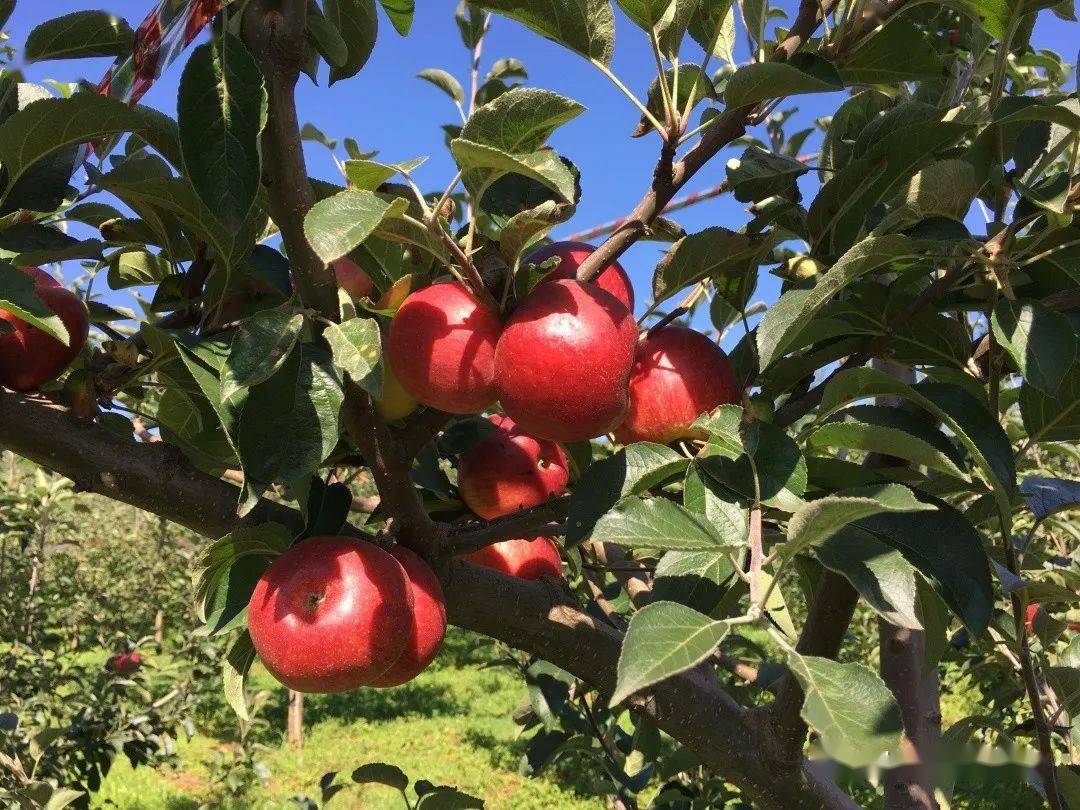 又到一年苹果红 昆明团结乡的苹果成熟啦 从现在起到10月底 市民可