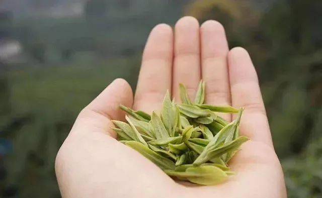 种类|百病绕着走喝茶若讲究