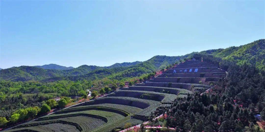 两谷:即在九一六茶园核心区南北两翼打造以兰花和杜鹃(映山红)为主要