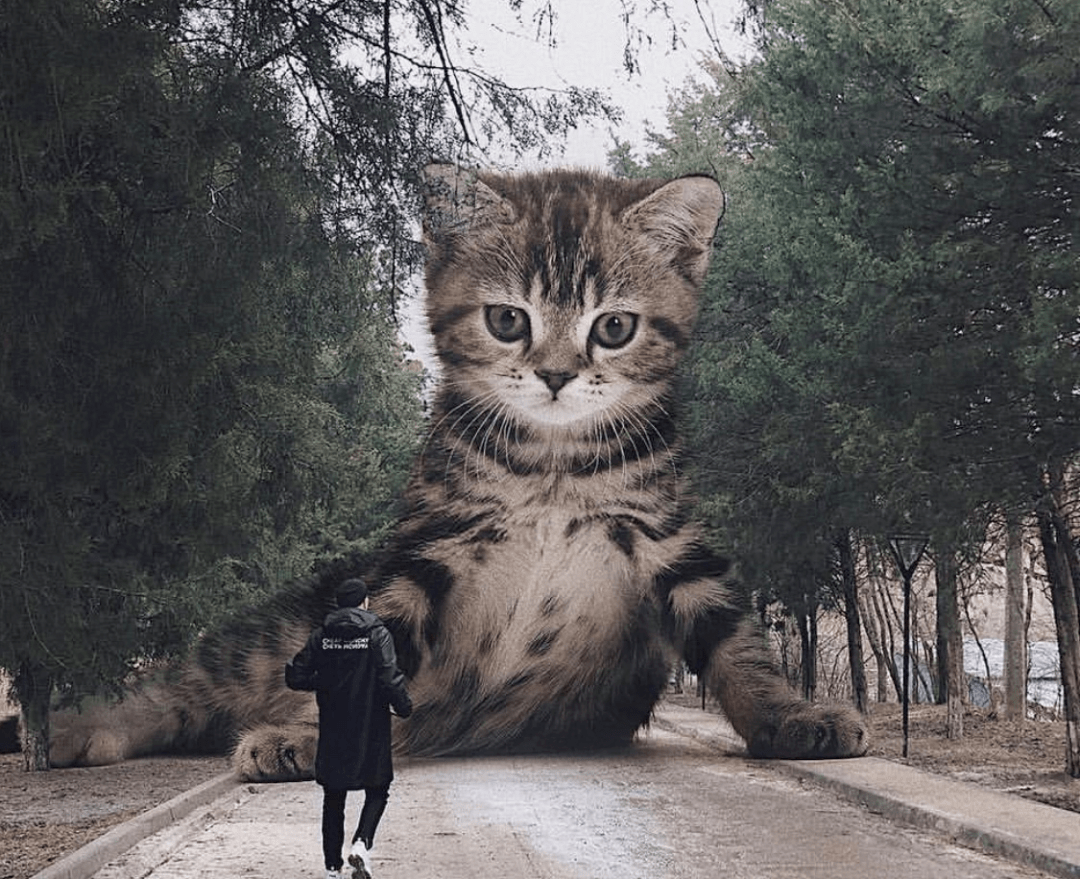 猫咪网人口_人口普查图片